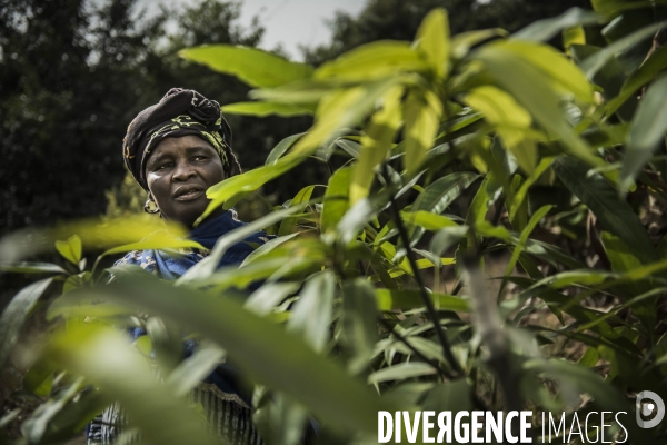 L agriculture au Mali