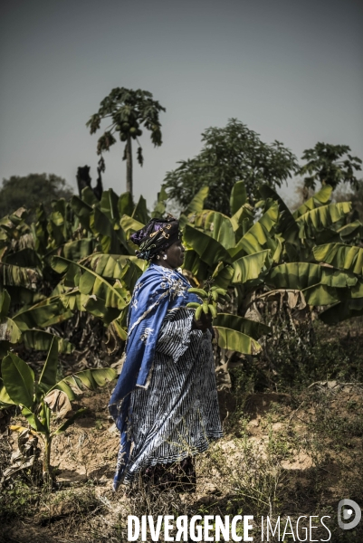 L agriculture au Mali