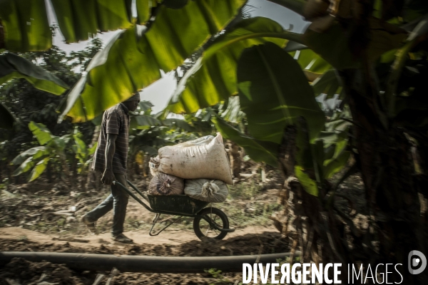 L agriculture au Mali