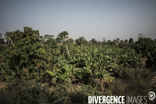 L agriculture au Mali