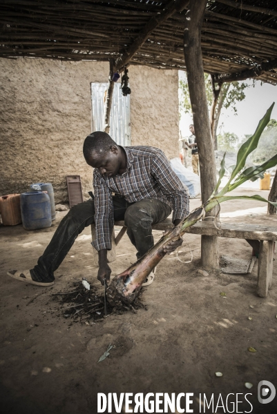 L agriculture au Mali