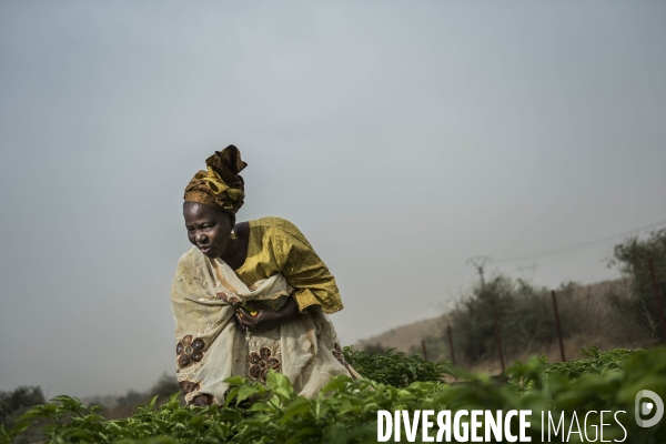 L agriculture au Mali