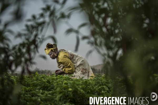 L agriculture au Mali