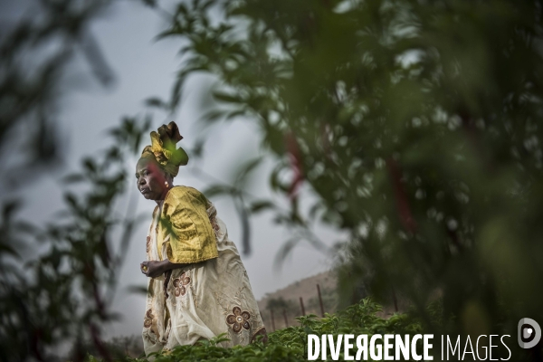 L agriculture au Mali