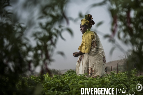 L agriculture au Mali