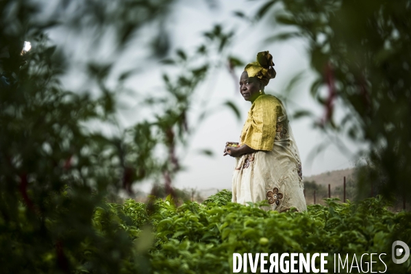 L agriculture au Mali