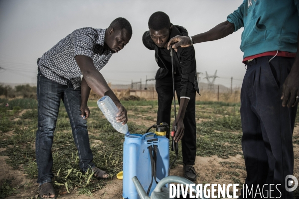 L agriculture au Mali