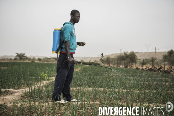 L agriculture au Mali