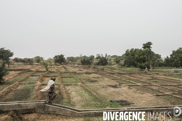 L agriculture au Mali