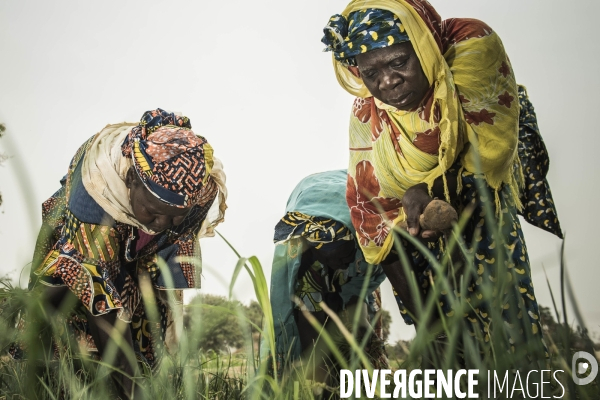 L agriculture au Mali