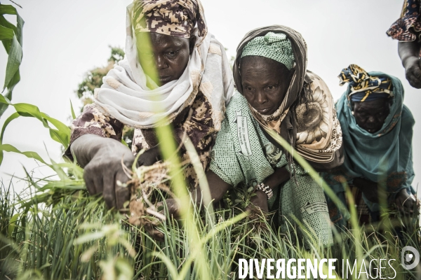 L agriculture au Mali