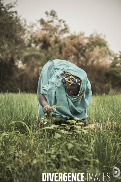 L agriculture au Mali