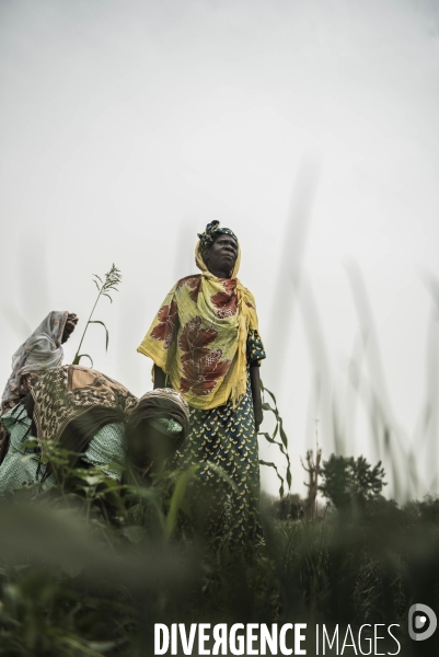 L agriculture au Mali