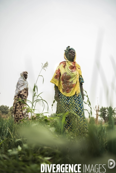 L agriculture au Mali