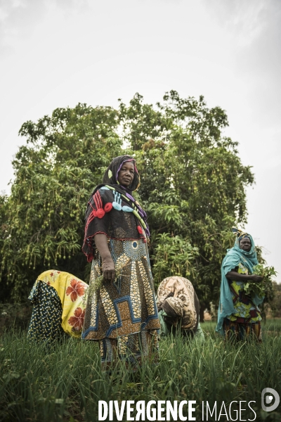 L agriculture au Mali