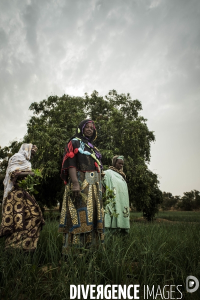 L agriculture au Mali