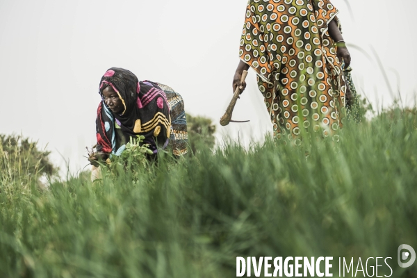 L agriculture au Mali