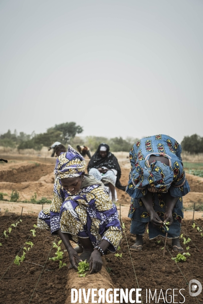 L agriculture au Mali