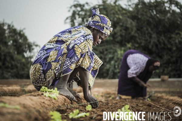 L agriculture au Mali