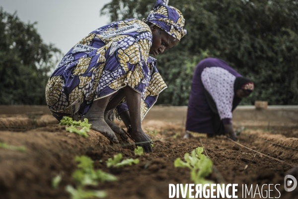 L agriculture au Mali