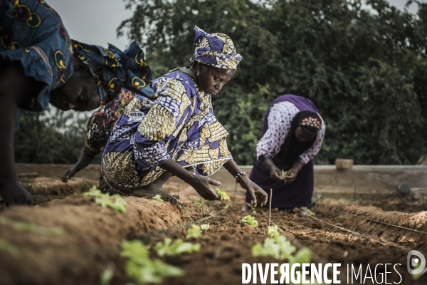 L agriculture au Mali