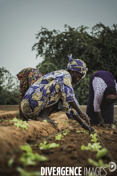 L agriculture au Mali