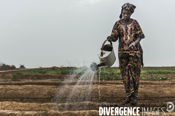 L agriculture au Mali