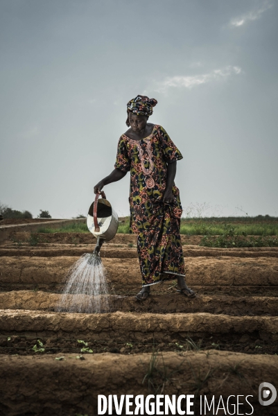 L agriculture au Mali