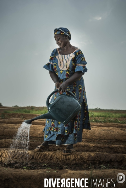 L agriculture au Mali