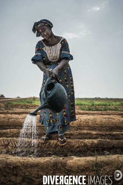 L agriculture au Mali