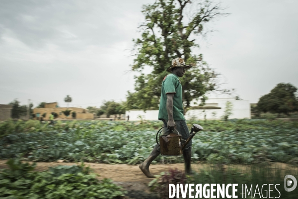 L agriculture au Mali
