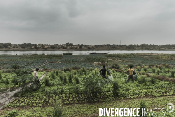 L agriculture au Mali