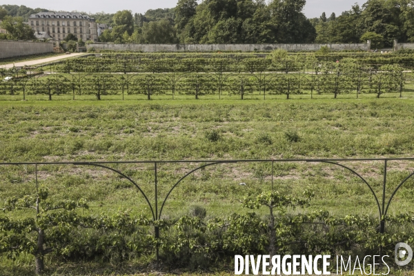 Le potager du roi a versailles