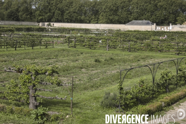 Le potager du roi a versailles