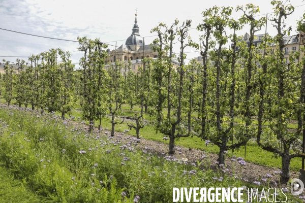 Le potager du roi a versailles