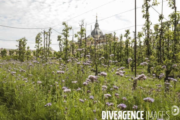 Le potager du roi a versailles