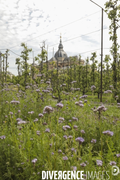 Le potager du roi a versailles