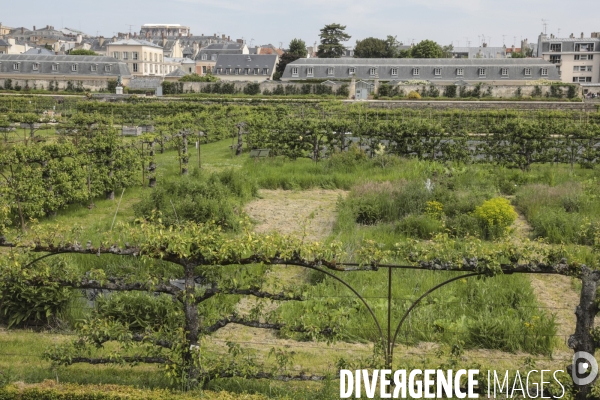 Le potager du roi a versailles