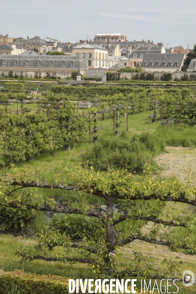 Le potager du roi a versailles