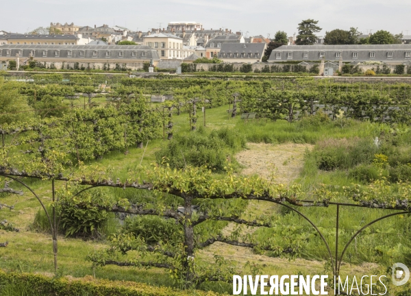 Le potager du roi a versailles