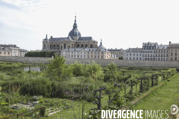Le potager du roi a versailles