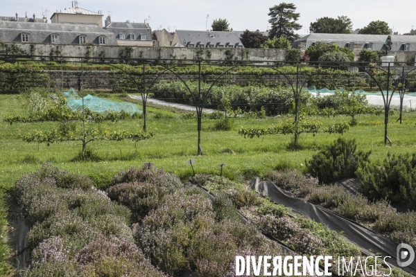 Le potager du roi a versailles