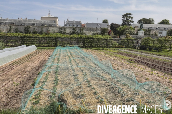 Le potager du roi a versailles