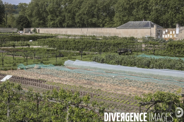 Le potager du roi a versailles