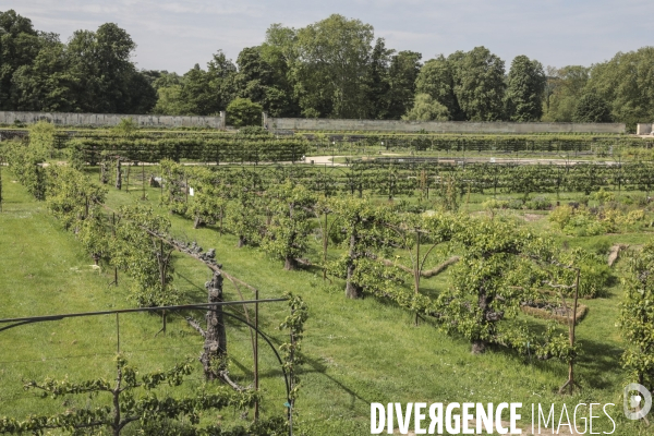 Le potager du roi a versailles