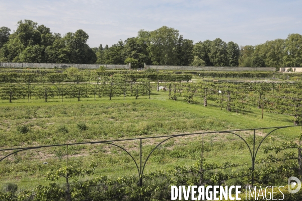 Le potager du roi a versailles