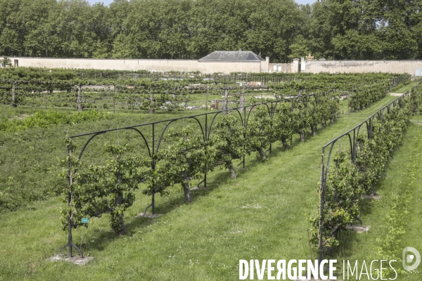 Le potager du roi a versailles