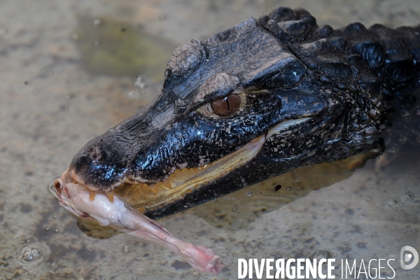 A la découverte de la ferme aux crocodiles