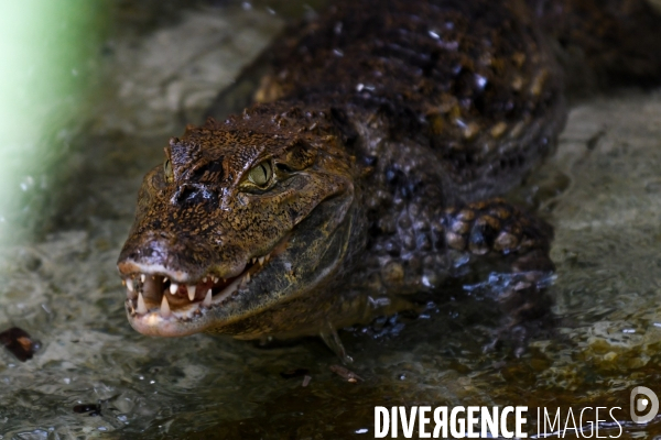 A la découverte de la ferme aux crocodiles