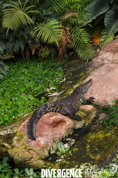 A la découverte de la ferme aux crocodiles